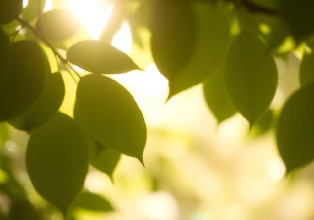 Unified Mindfulness Pathways Teacher Training